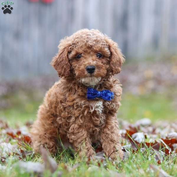 Rambo, Miniature Poodle Puppy